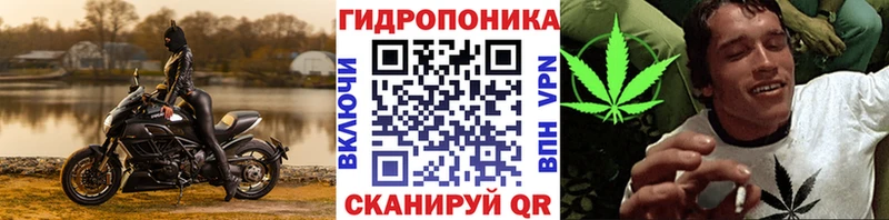 mega онион  Новоузенск  Каннабис индика 